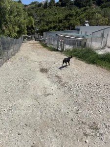 Adopt Lena