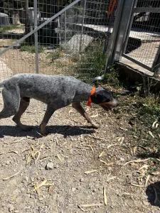 Adopt Babis