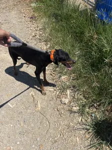 Adopt Lena