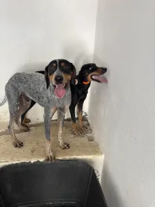 Adopt Babis