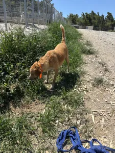 Adoptionsprofil für Dizon