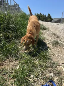 Adopt Dizon