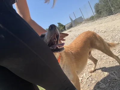 Adopt Dizon