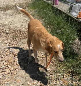 Adopt Dizon