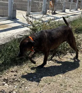 Hund Tina adoptieren