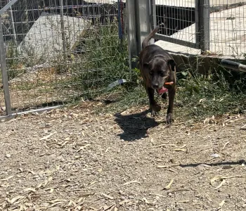 Hund Tina adoptieren