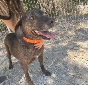 Hund Tina adoptieren