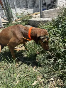 Adoptionsprofil für Azeh