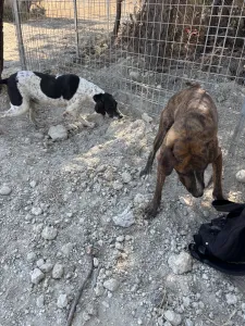 Adopt Foki