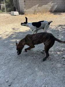 Adopt Foki