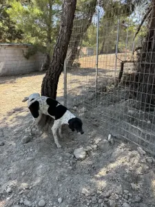 Adopt Foki