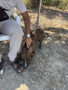 Adopt Ntalia