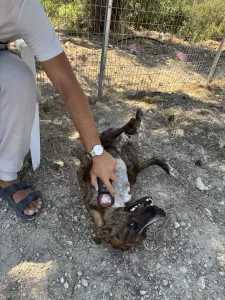 Adopt Ntalia