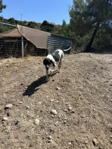 Adopt Foki