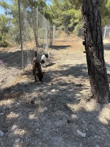 Adopt Foki