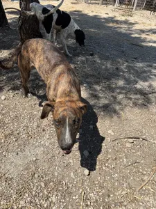 Adopt Ntalia