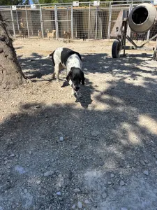 Adopt Foki