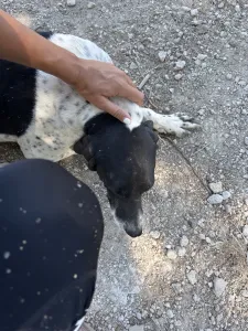 Adopt Foki