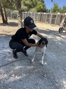 Adopt Foki
