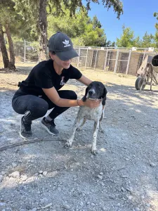 Adopt Foki