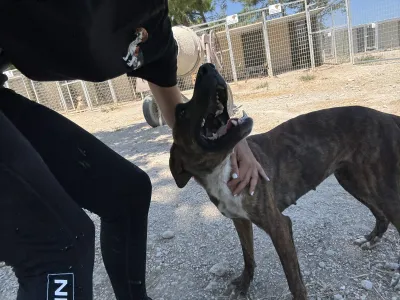 Adopt Ntalia