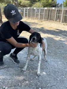 Adopt Foki