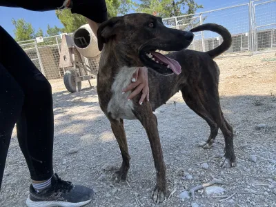Adopt Ntalia