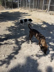 Adoptionsprofil für Ntalia