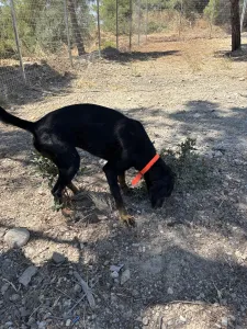 Adopt Popi