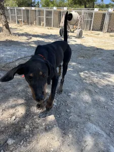 Adopt Popi