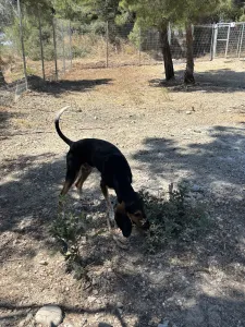 Adopt Casper