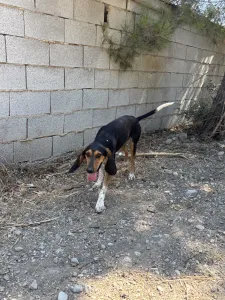 Adopt Casper
