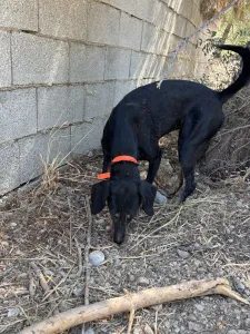 Adopt Popi