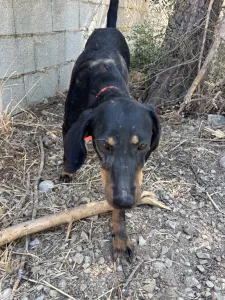 Adopt Popi