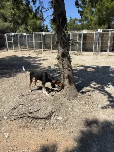 Adopt Casper