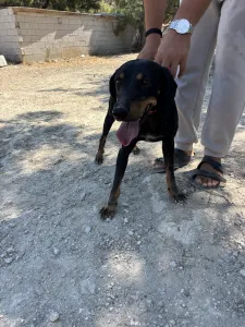 Adopt Popi