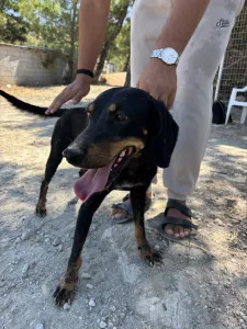 Adopt Popi