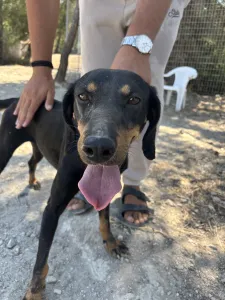 Adopt Popi