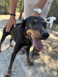 Adopt Popi