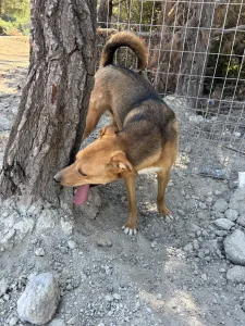 Adoptionsprofil für Tsiko