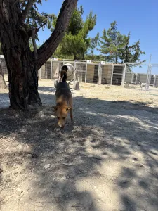 Adopt Tsiko