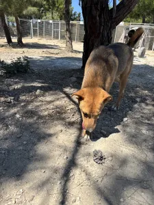 Adopt Tsiko