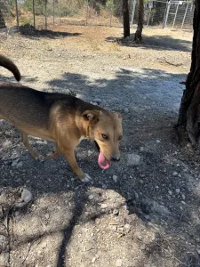 Adopt Tsiko