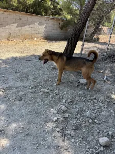 Adopt Tsiko
