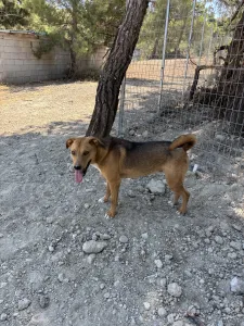 Adopt Tsiko