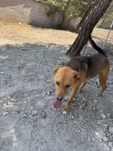 Adopt Tsiko