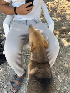 Adopt Tsiko