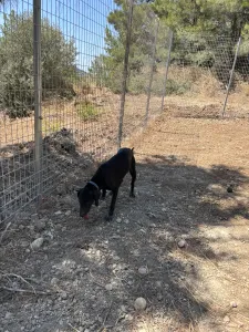 Hund Irida adoptieren