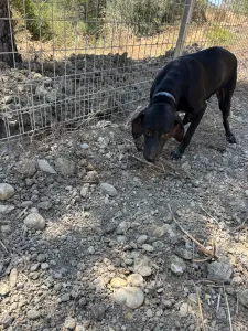 Hund Irida adoptieren
