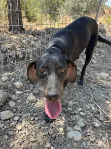 Hund Irida adoptieren